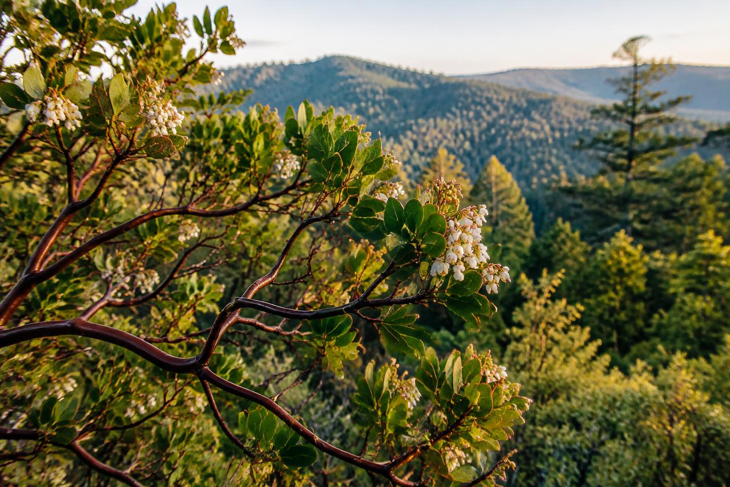 Manzanita branches against the Northern California foothills.