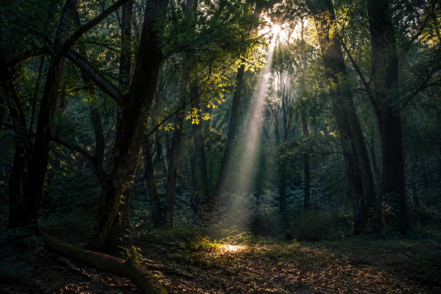 A single sunbeam illuminating one point beneath an oak canopy.