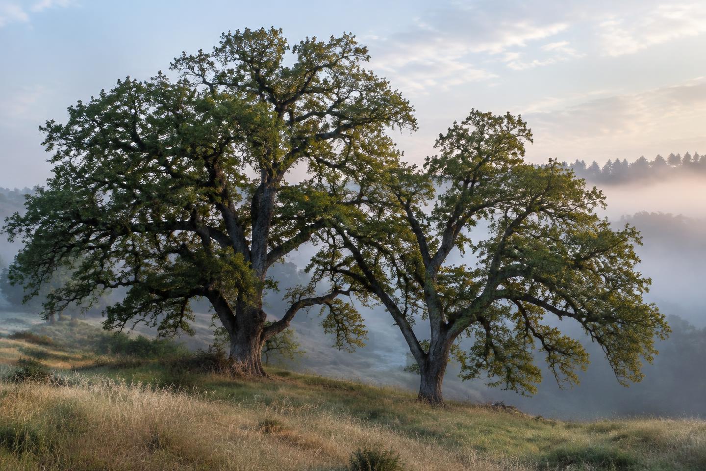 Two mature valley oak trees together in morning mist.