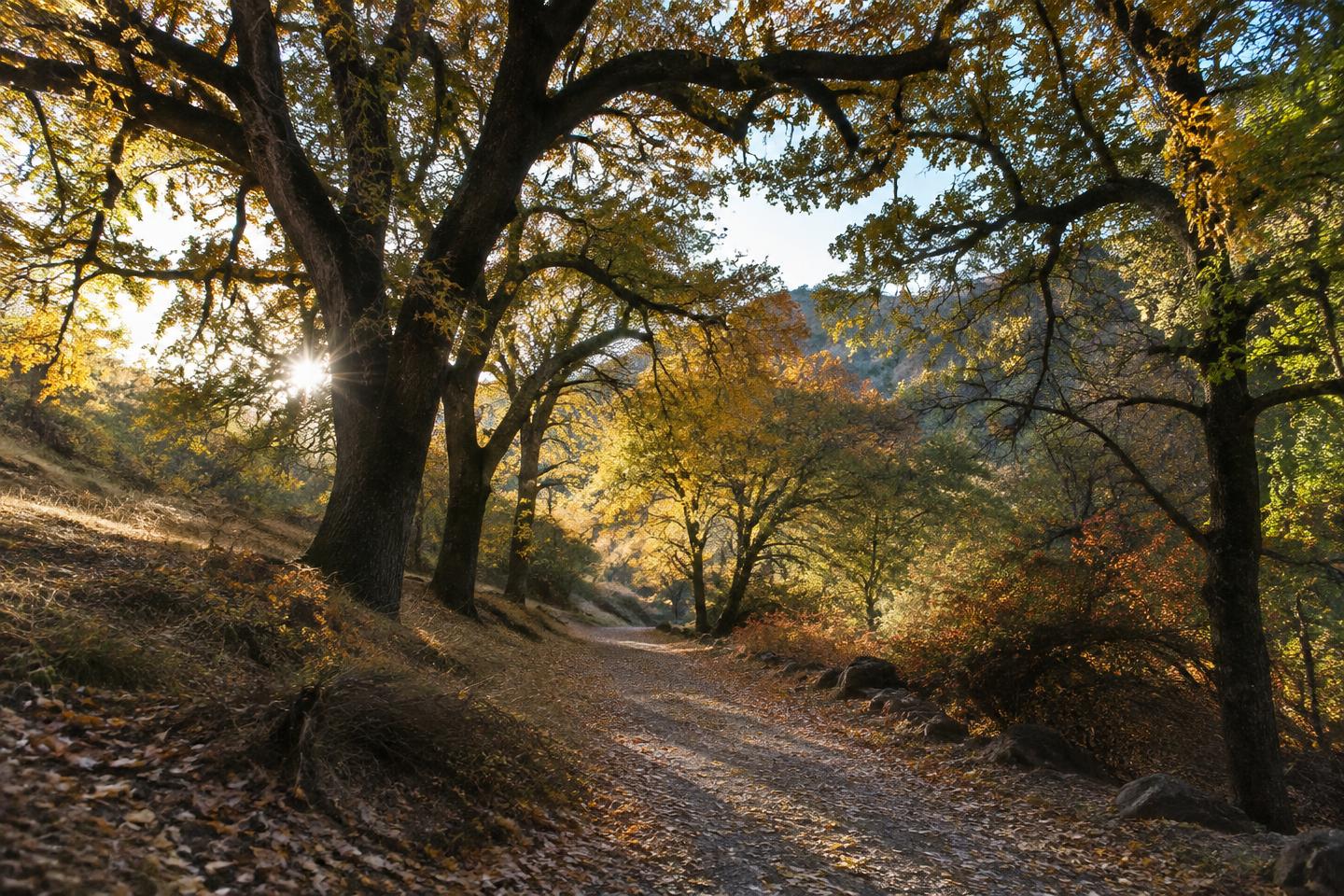 A quiet path beneath autumn-colored valley oaks.