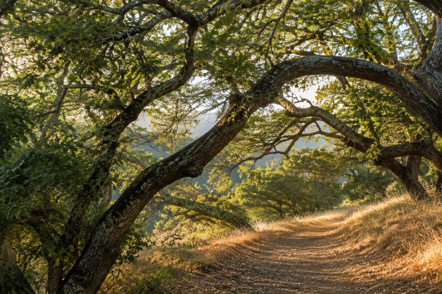 Intertwined valley oak branches arching over a quiet trail.