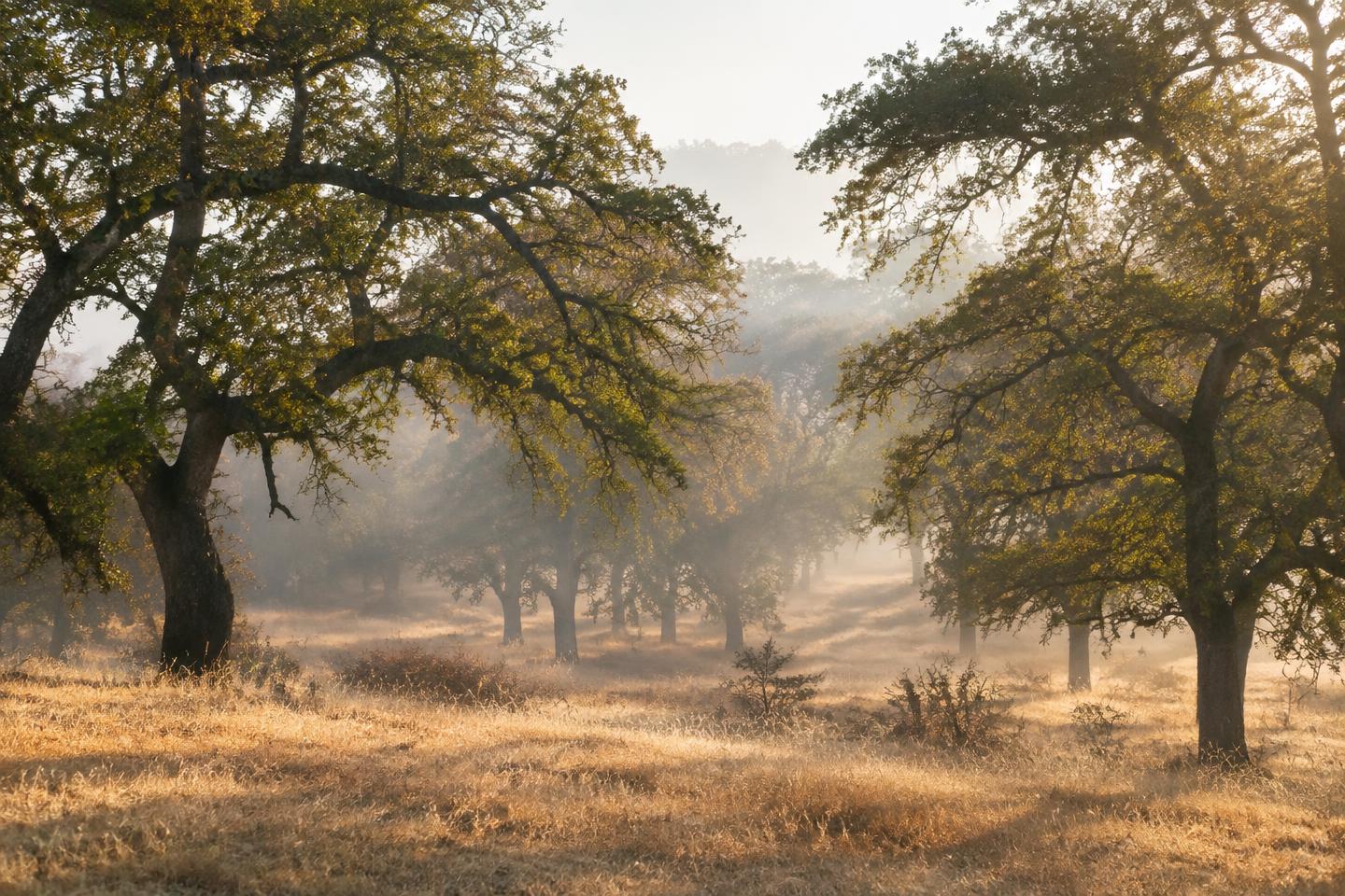 Roseville oak woodland in soft morning mist.