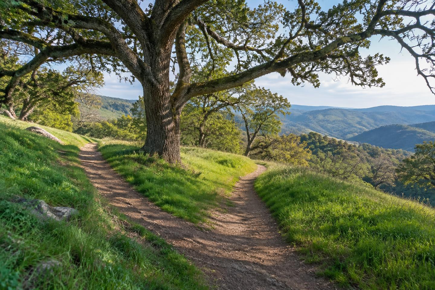 A foothill trail dividing around a mature oak tree.